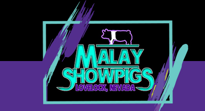 Malay Showpigs