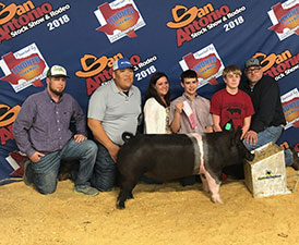 Malay Showpigs CHampions