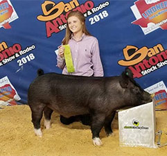 Malay Showpigs CHampions