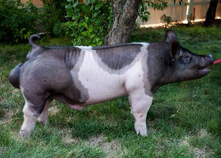 Malay Boars