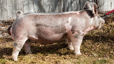 Malay Boars