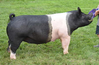 Malay Showpigs Sows