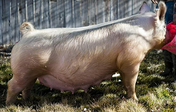 Malay Showpigs Sows
