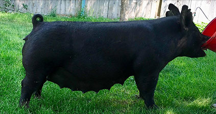 Malay Showpigs Sows