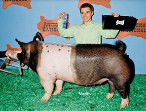 Malay Showpigs Sows