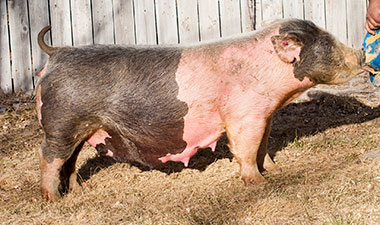 Malay Showpigs Sows
