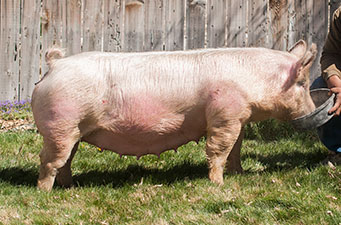 Malay Showpigs Sows