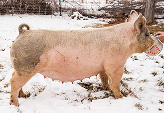 Malay Showpigs Sows