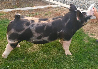 Malay Showpigs Sows