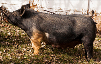 Malay Showpigs Sows
