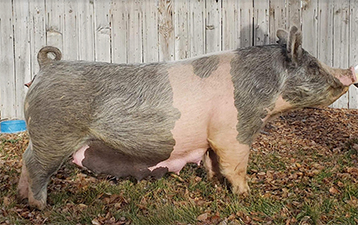 Malay Showpigs Sows