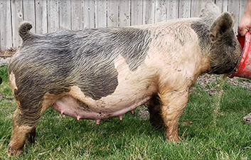 Malay Showpigs Sows