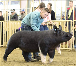 Malay Showpigs Sows