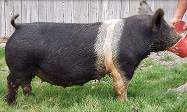 Malay Showpigs Sows