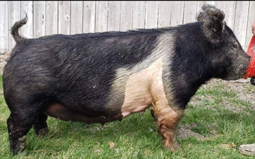 Malay Showpigs Sows