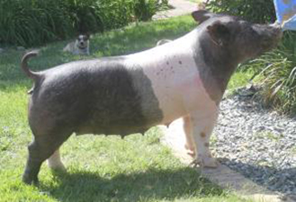Malay Showpigs Sows